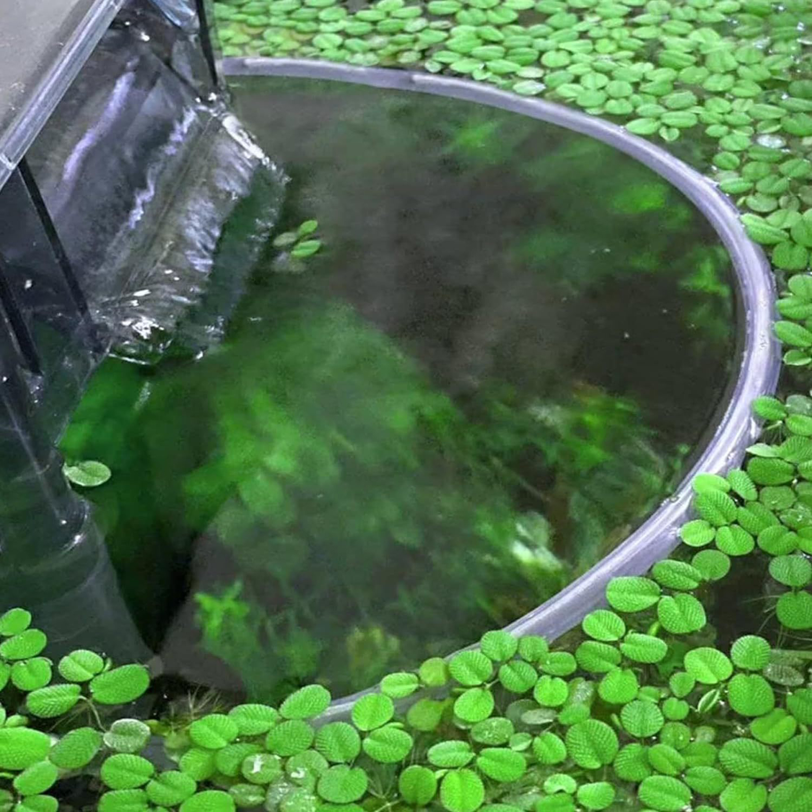 Floating Plant Fence for Fish  – Home Improvement Fence recenzja i cena